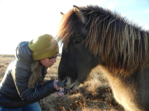 Students on study abroad in Iceland meeting an icelandic horse in Iceland