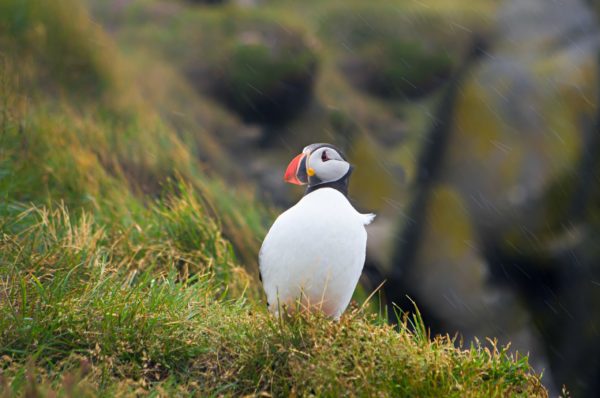 Puffin in Iceland Westfjords